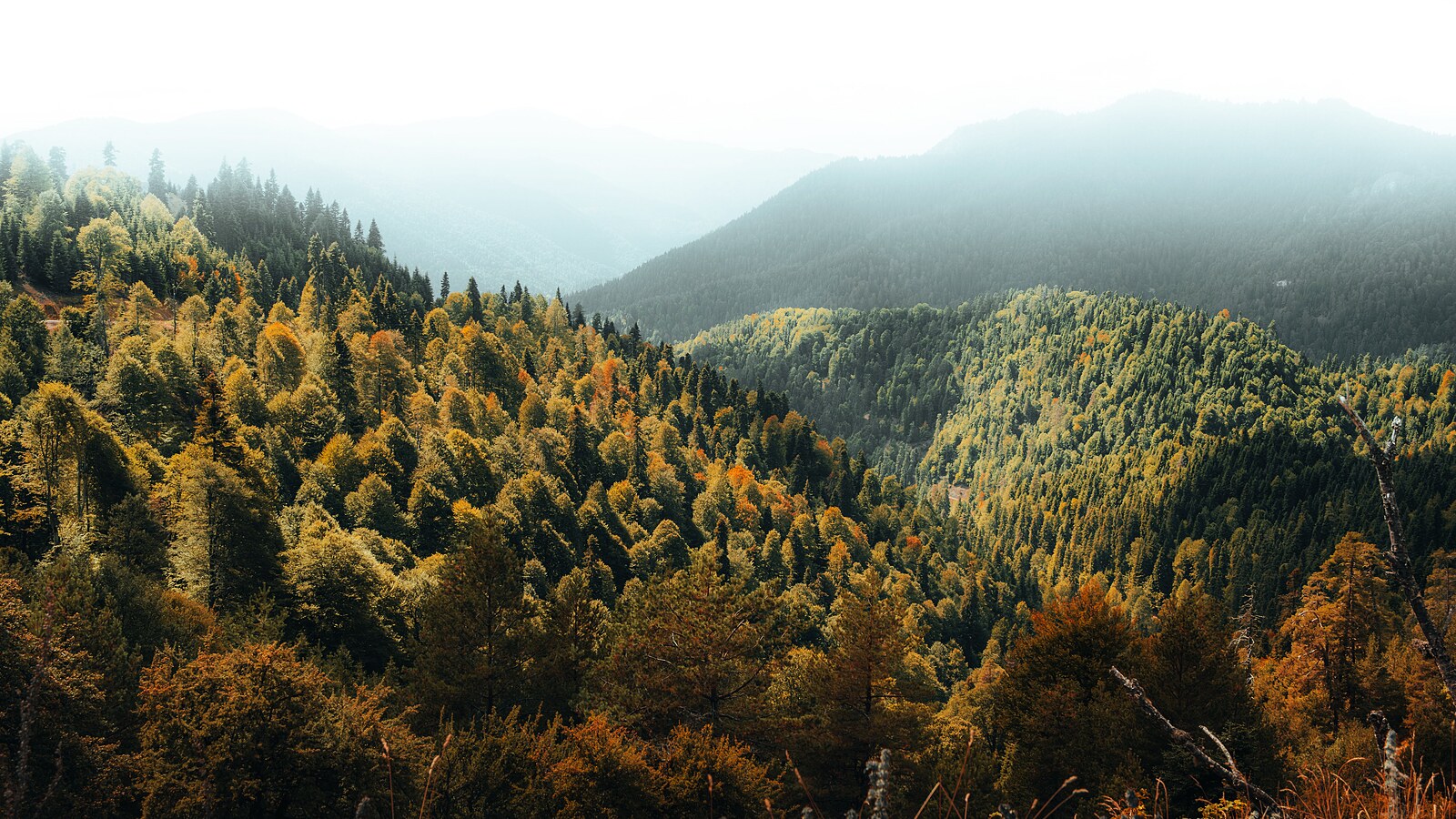Paisagem de floresta e montanhas processada com IA em 4K: nítida, com cores vibrantes e alto contraste
